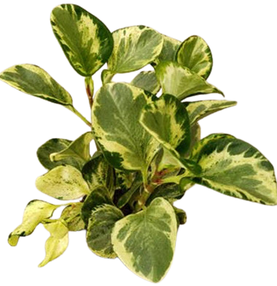 Peperomia Obtusifolia Variegated